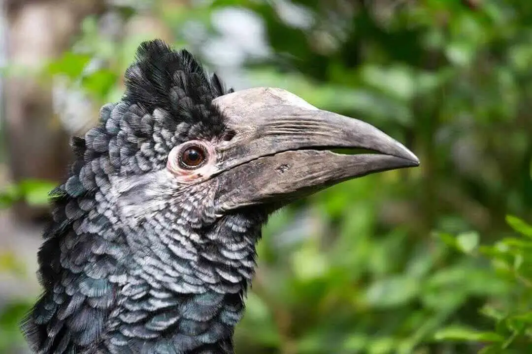 gray-cheeked hornbill